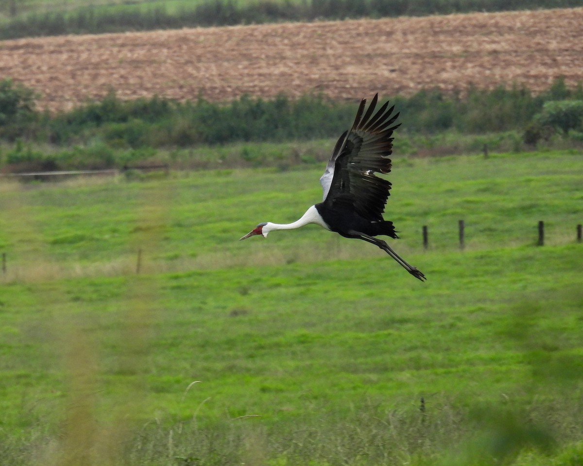 Grulla Carunculada - ML653472324