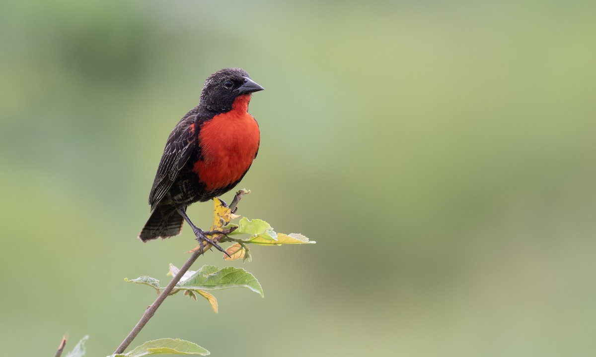 Red-breasted Meadowlark - ML653473627