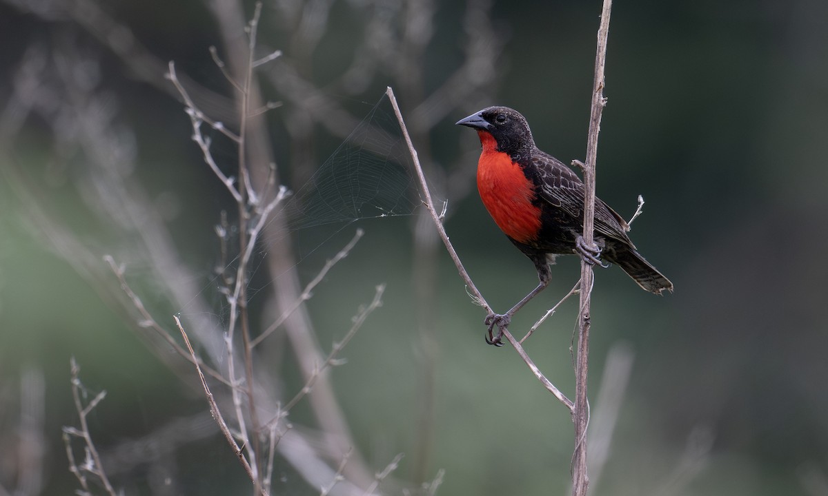 Red-breasted Meadowlark - ML653473628