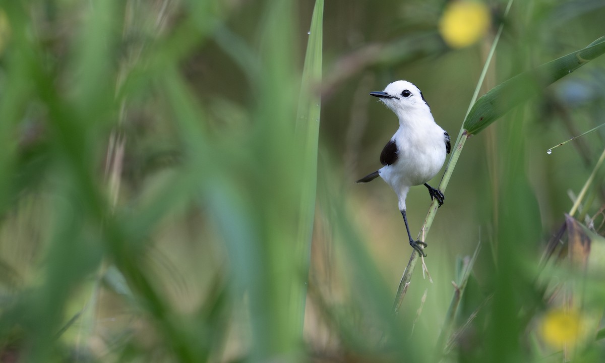 Pied Water-Tyrant - ML653473757