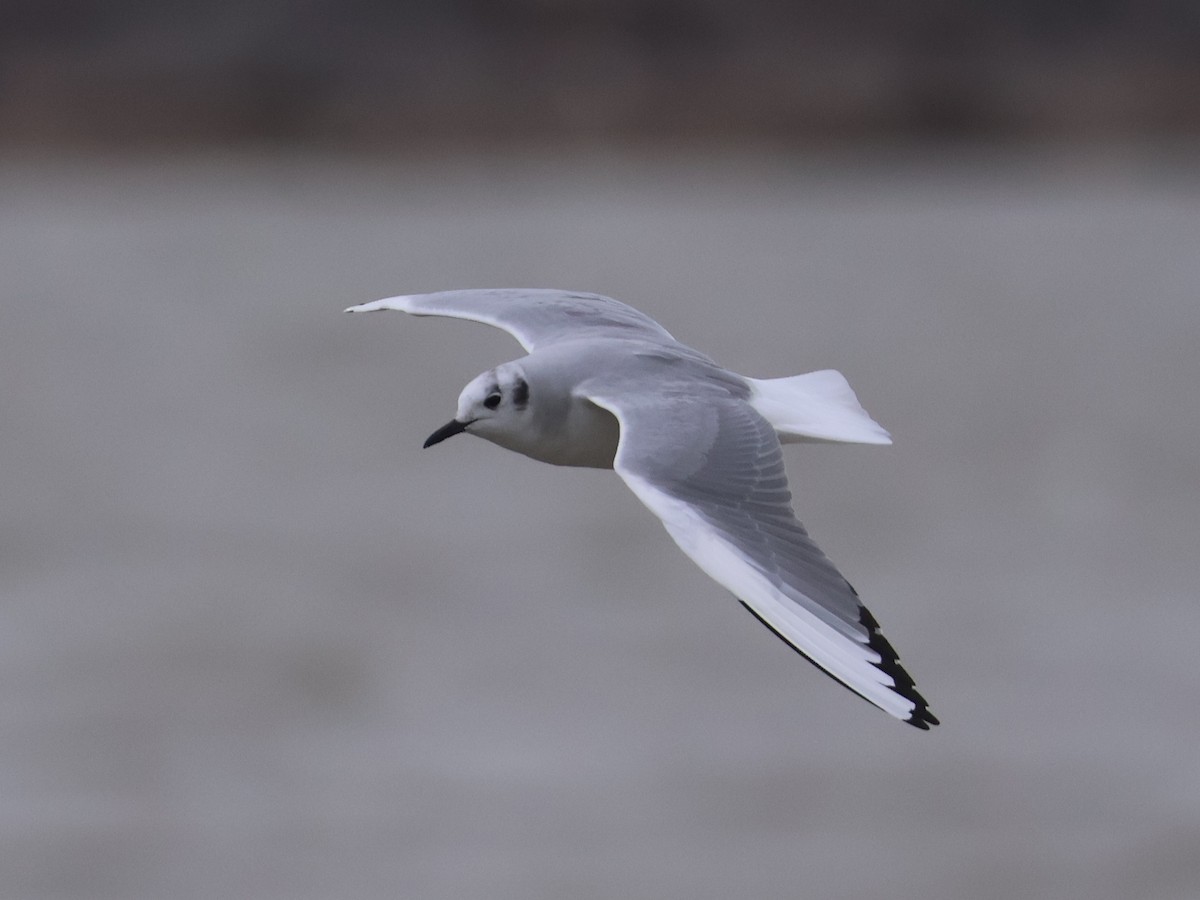 Bonaparte's Gull - ML653474161