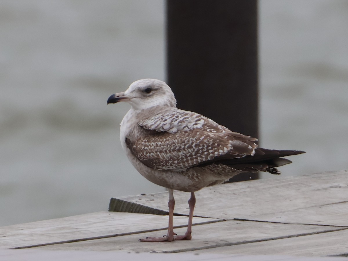 American Herring Gull - ML653474175