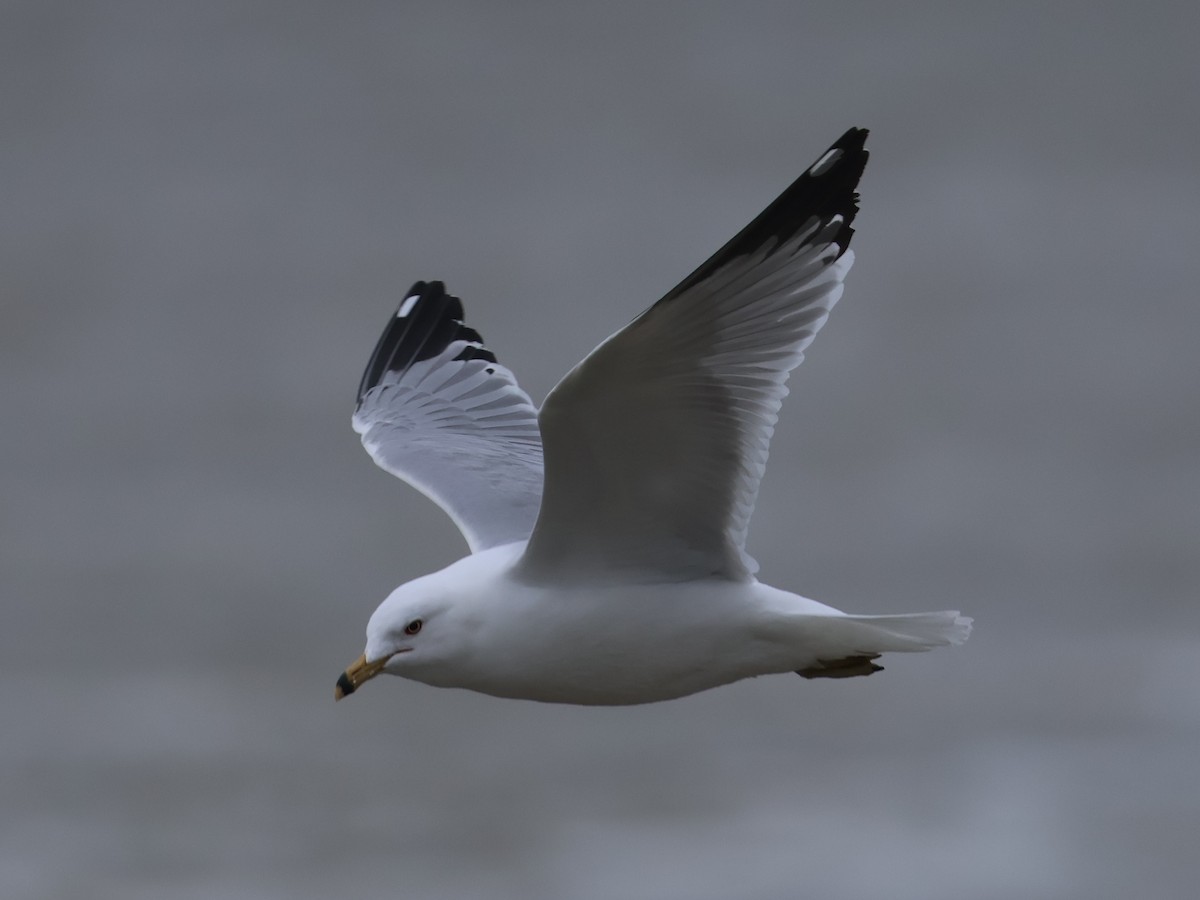 Ring-billed Gull - ML653474206