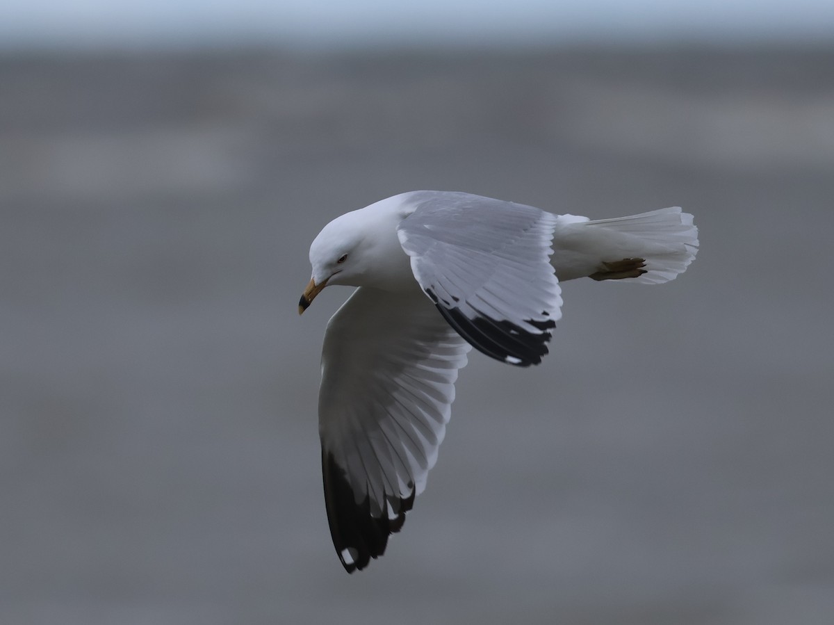 Ring-billed Gull - ML653474207