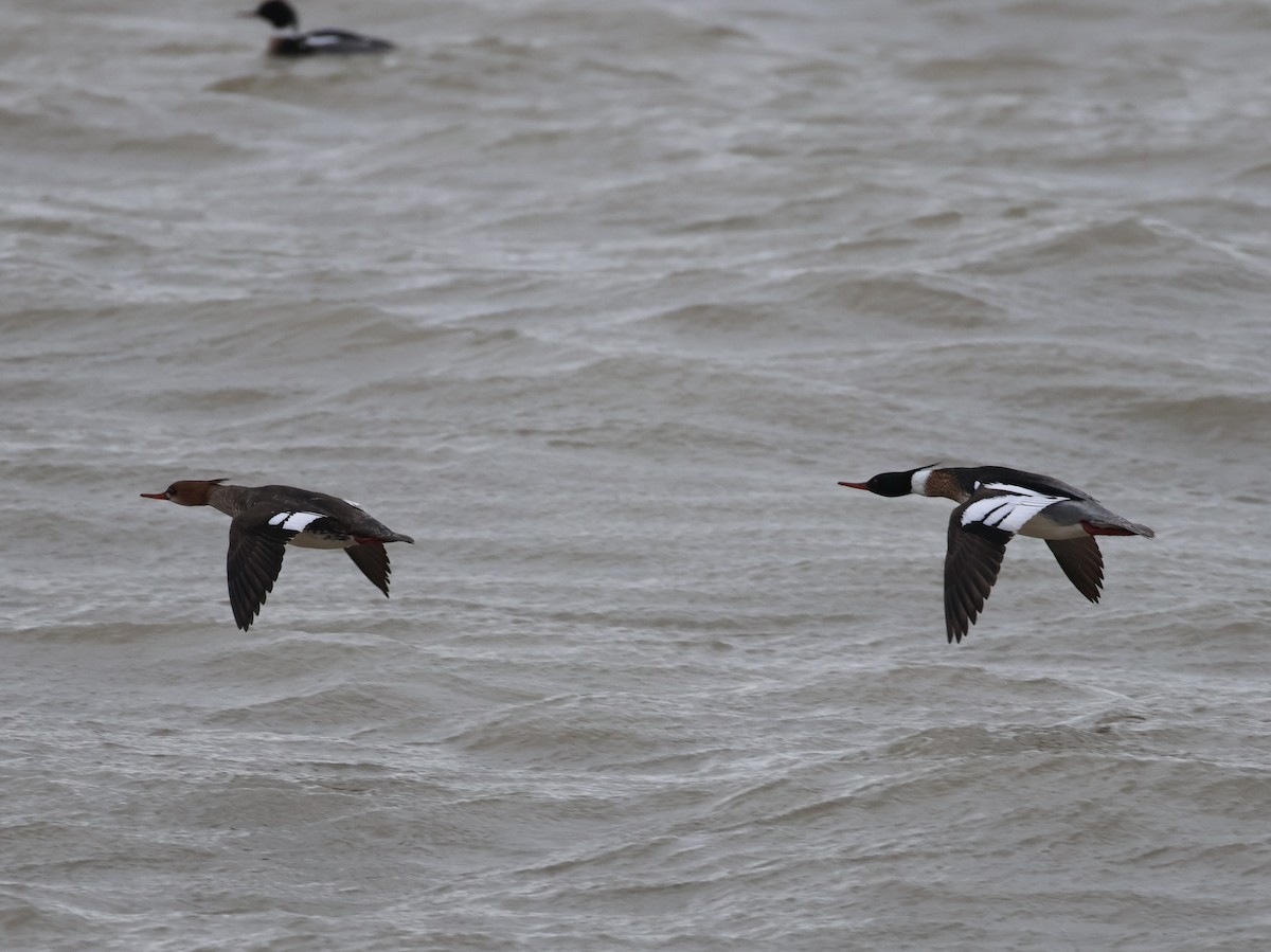 Red-breasted Merganser - ML653474238