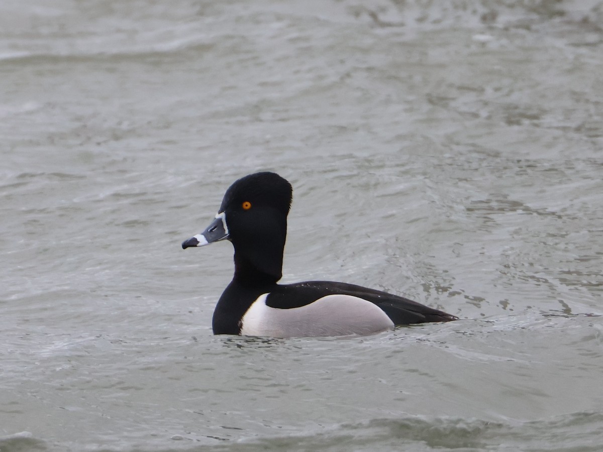 Ring-necked Duck - ML653474266