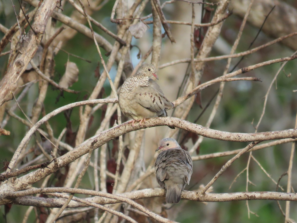 Common Ground Dove - Ichi Wildlife Tours