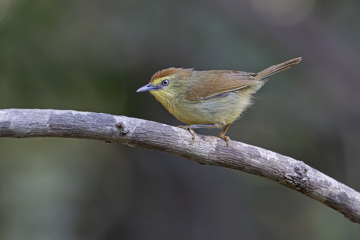 Timalí Goliestriado - ML653476855