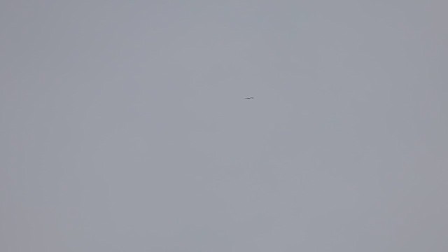 Oriental Stork - ML653476876