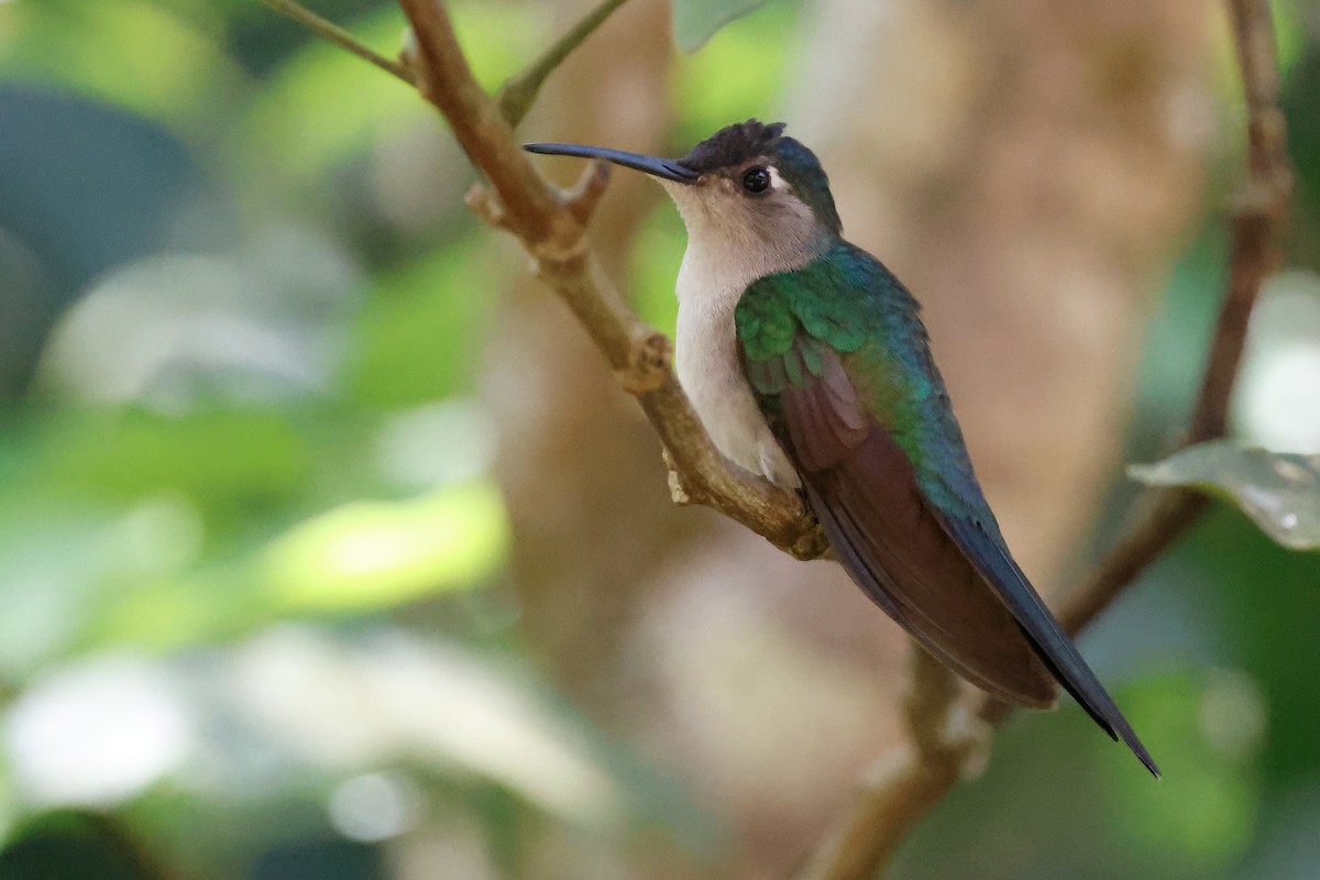 Wedge-tailed Sabrewing - ML653477186