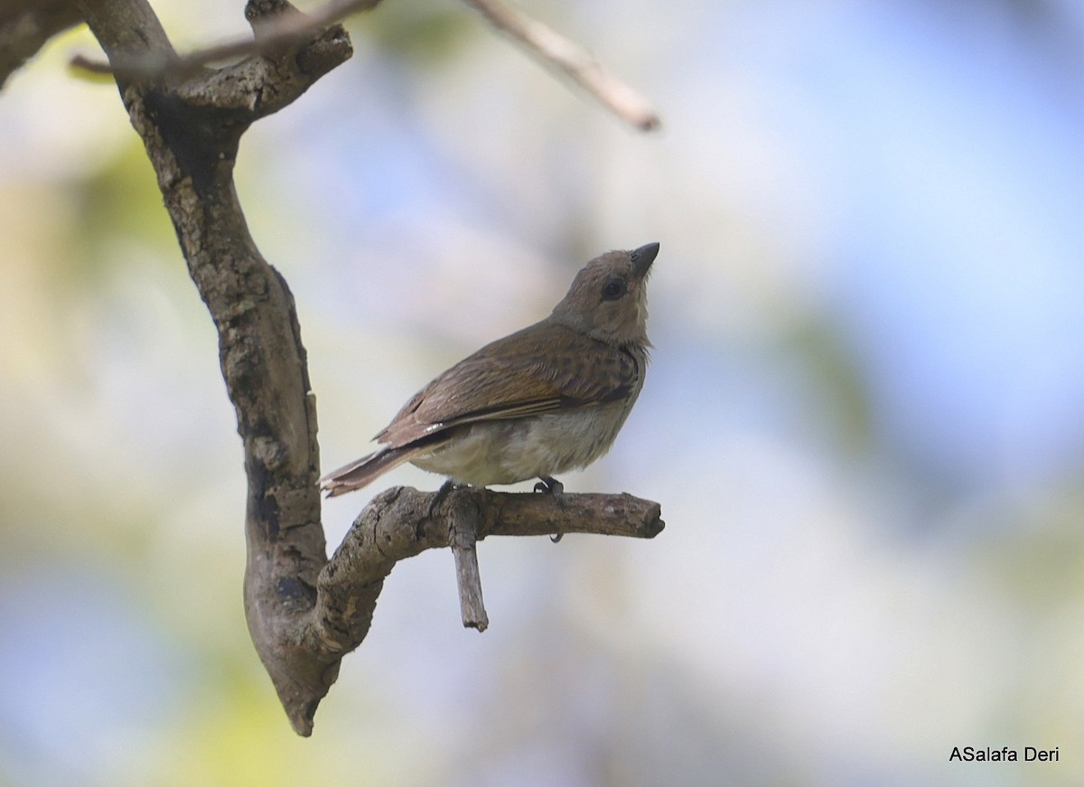 Lesser Honeyguide (Lesser) - ML653478514