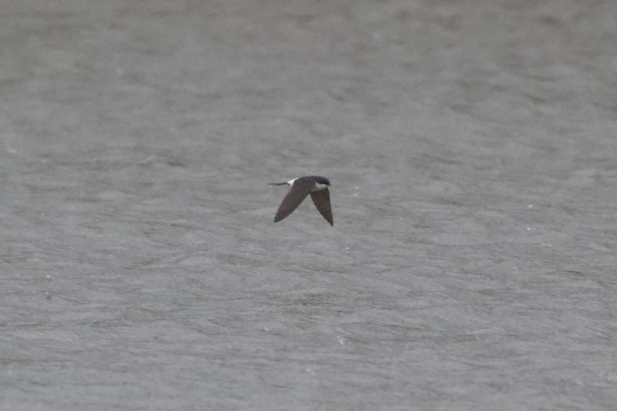 Western House-Martin - ML653479380