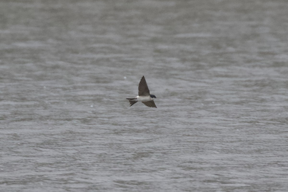Western House-Martin - ML653479381