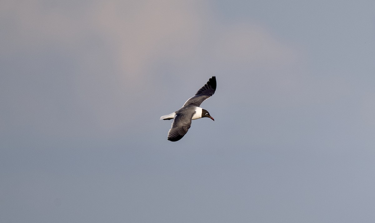 lattermåke - ML653480972