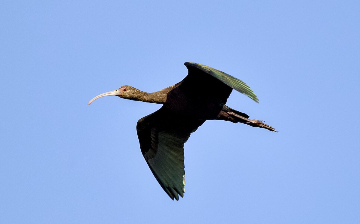 hvitgrimeibis - ML653481006