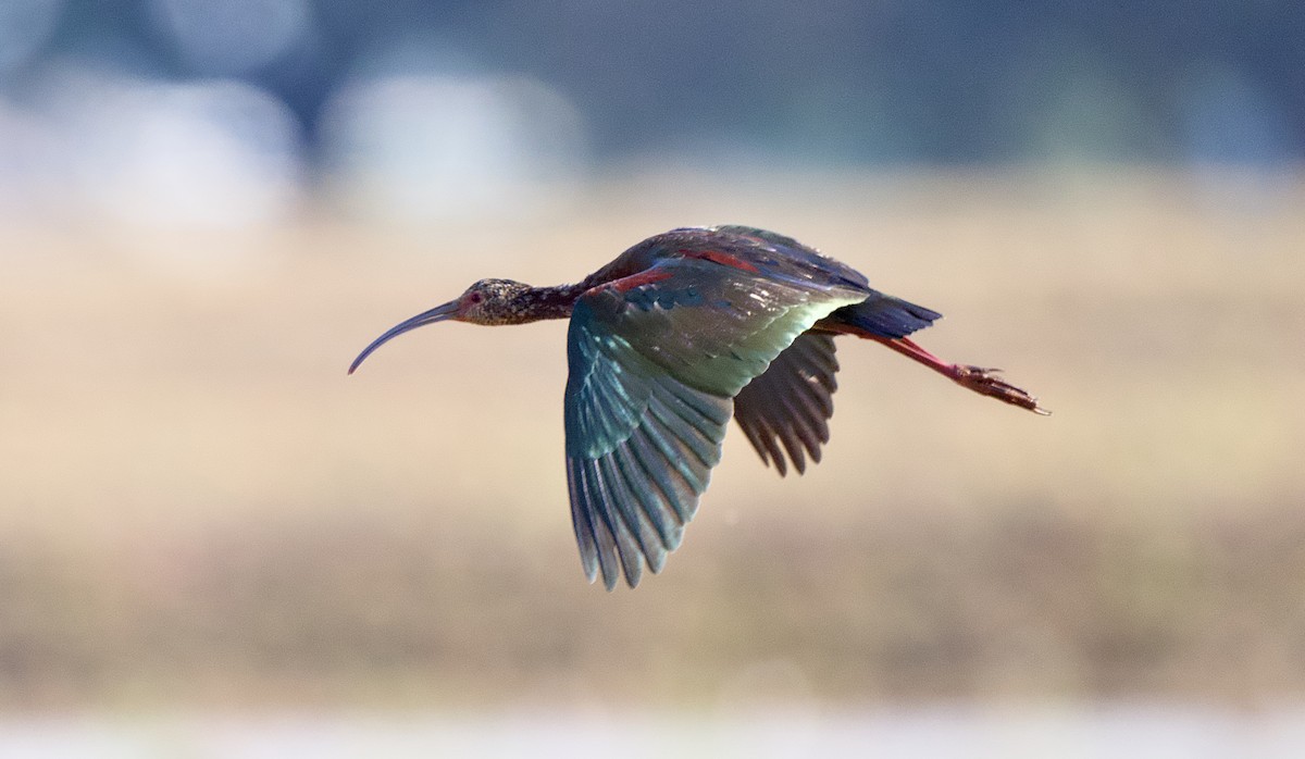 hvitgrimeibis - ML653481035