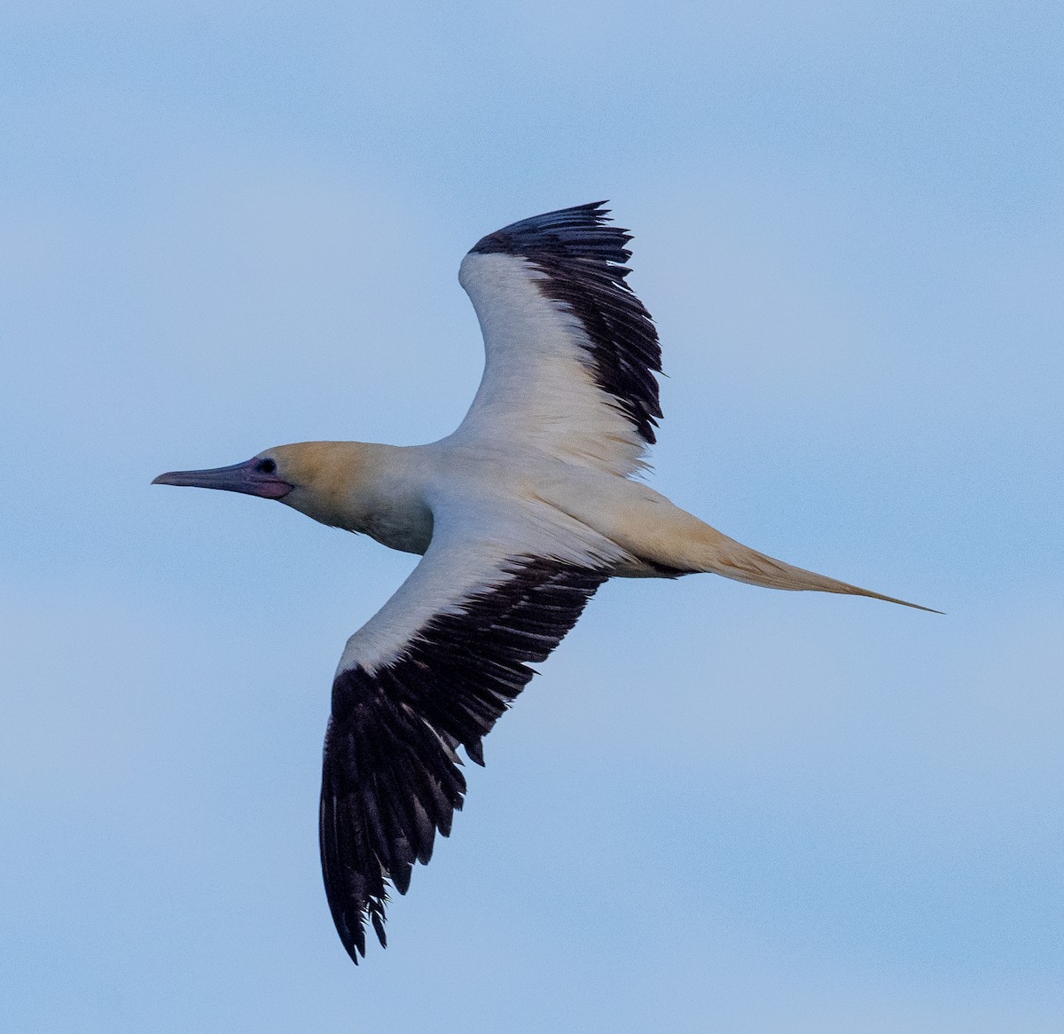 Red-footed Booby - ML653481036