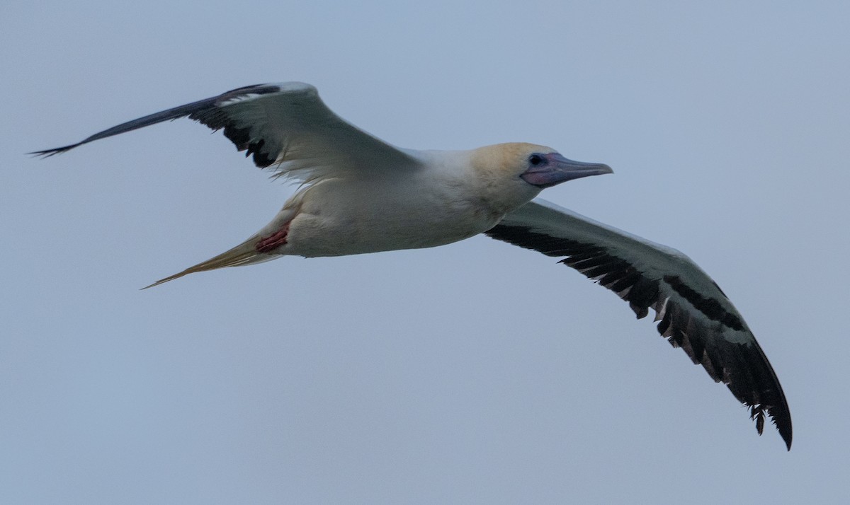 Red-footed Booby - ML653481045