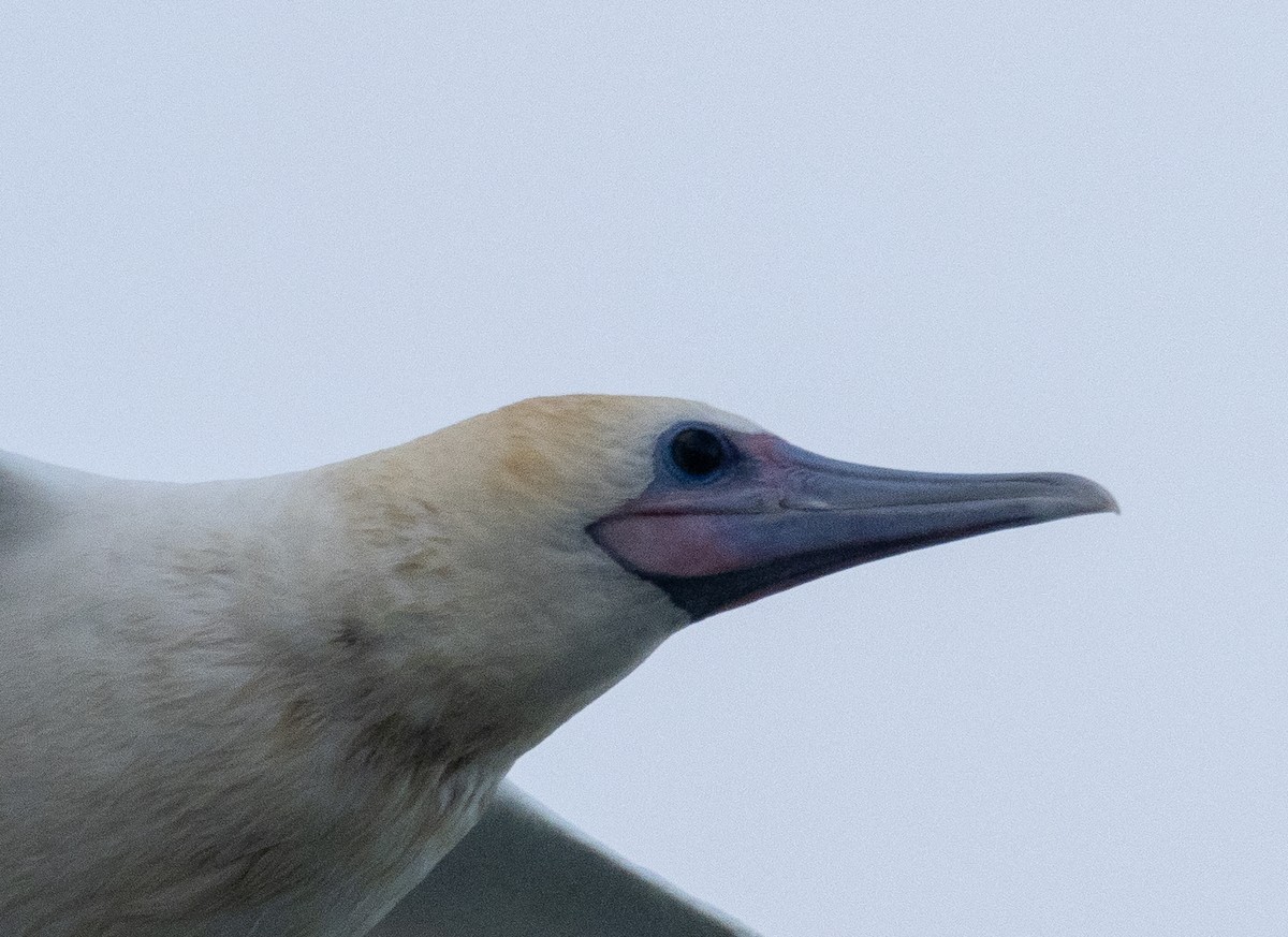 Red-footed Booby - ML653481051