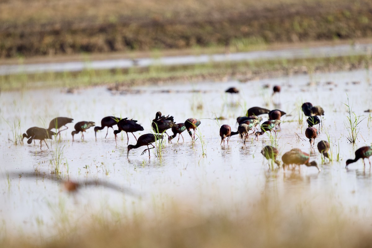 hvitgrimeibis - ML653481107