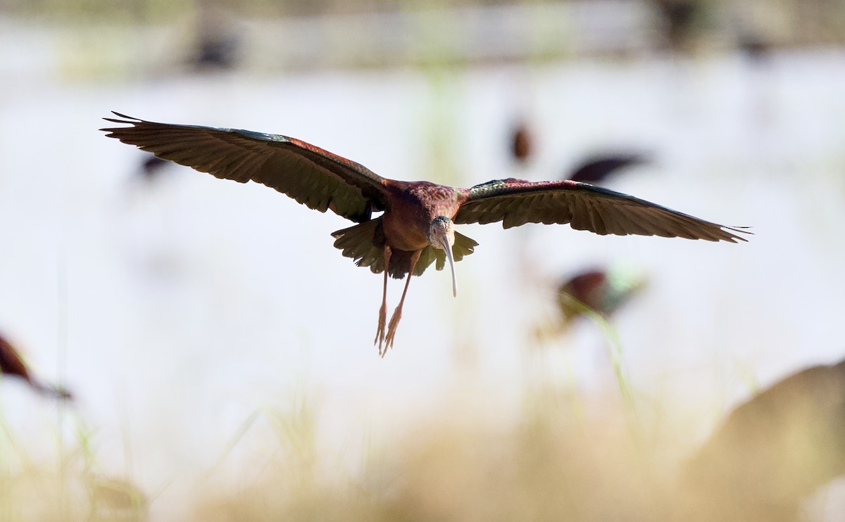 hvitgrimeibis - ML653481141