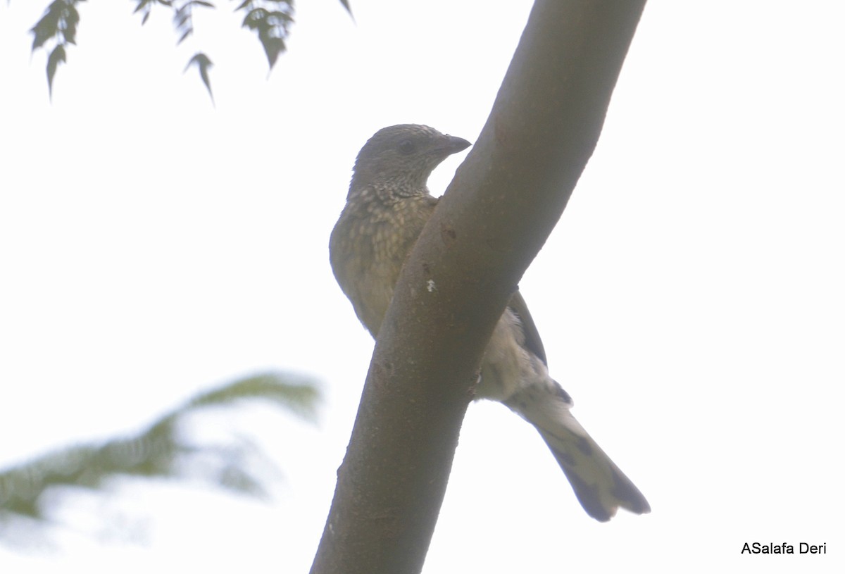 Scaly-throated Honeyguide - ML653484173