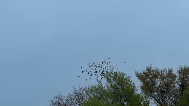 Cedar Waxwing - ML653484482