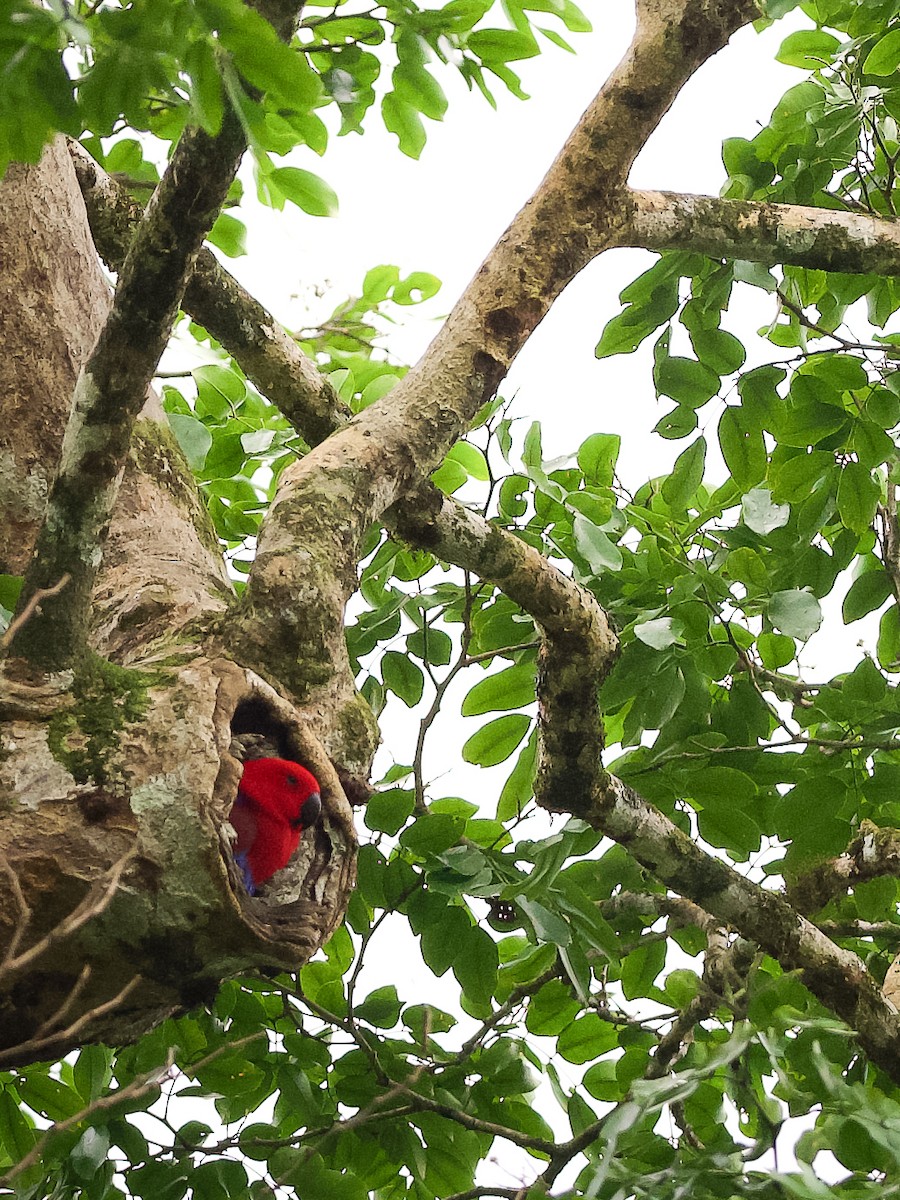 Papuan Eclectus - ML653485713