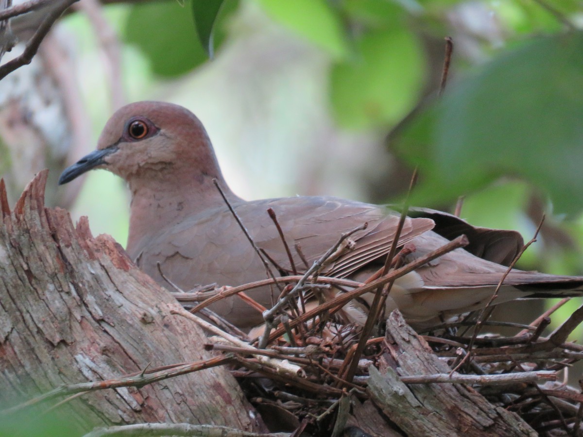 White-tipped Dove - Ichi Wildlife Tours