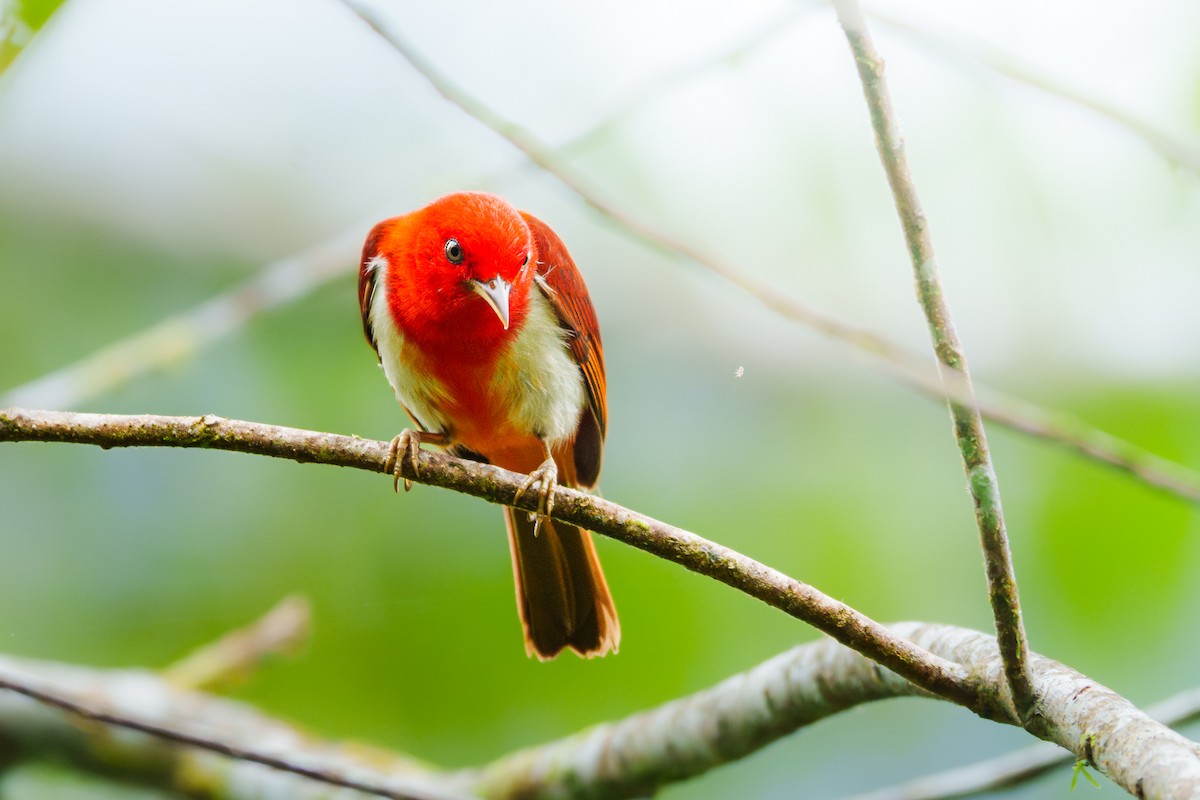 Al-Beyaz Tangara - ML653491779