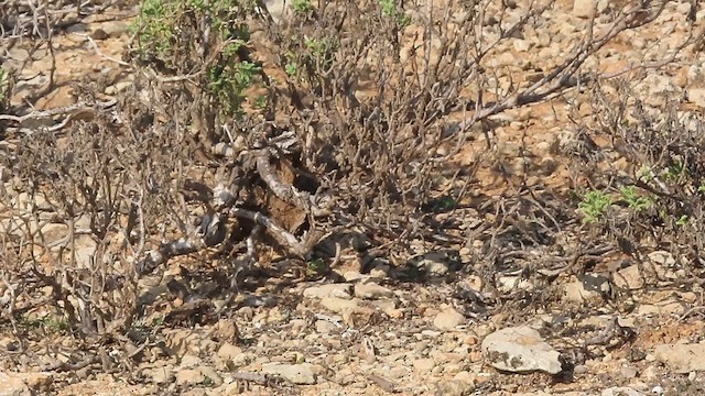 Cistícola de Socotra - ML653494199