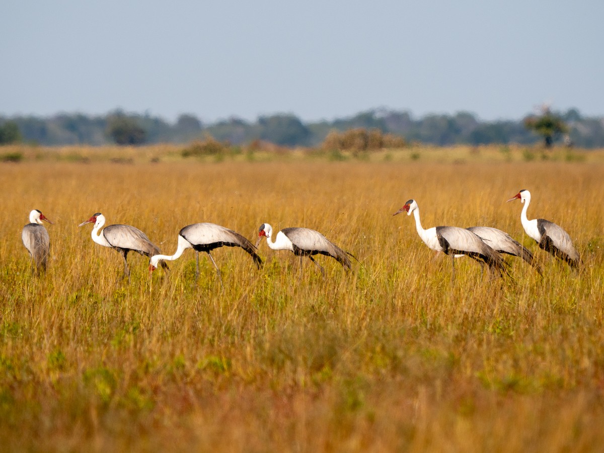 Grulla Carunculada - ML653494406