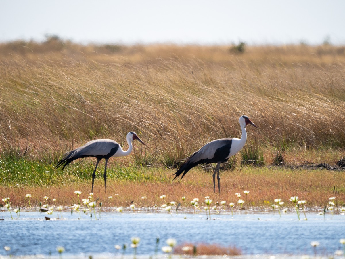 Grulla Carunculada - ML653495943