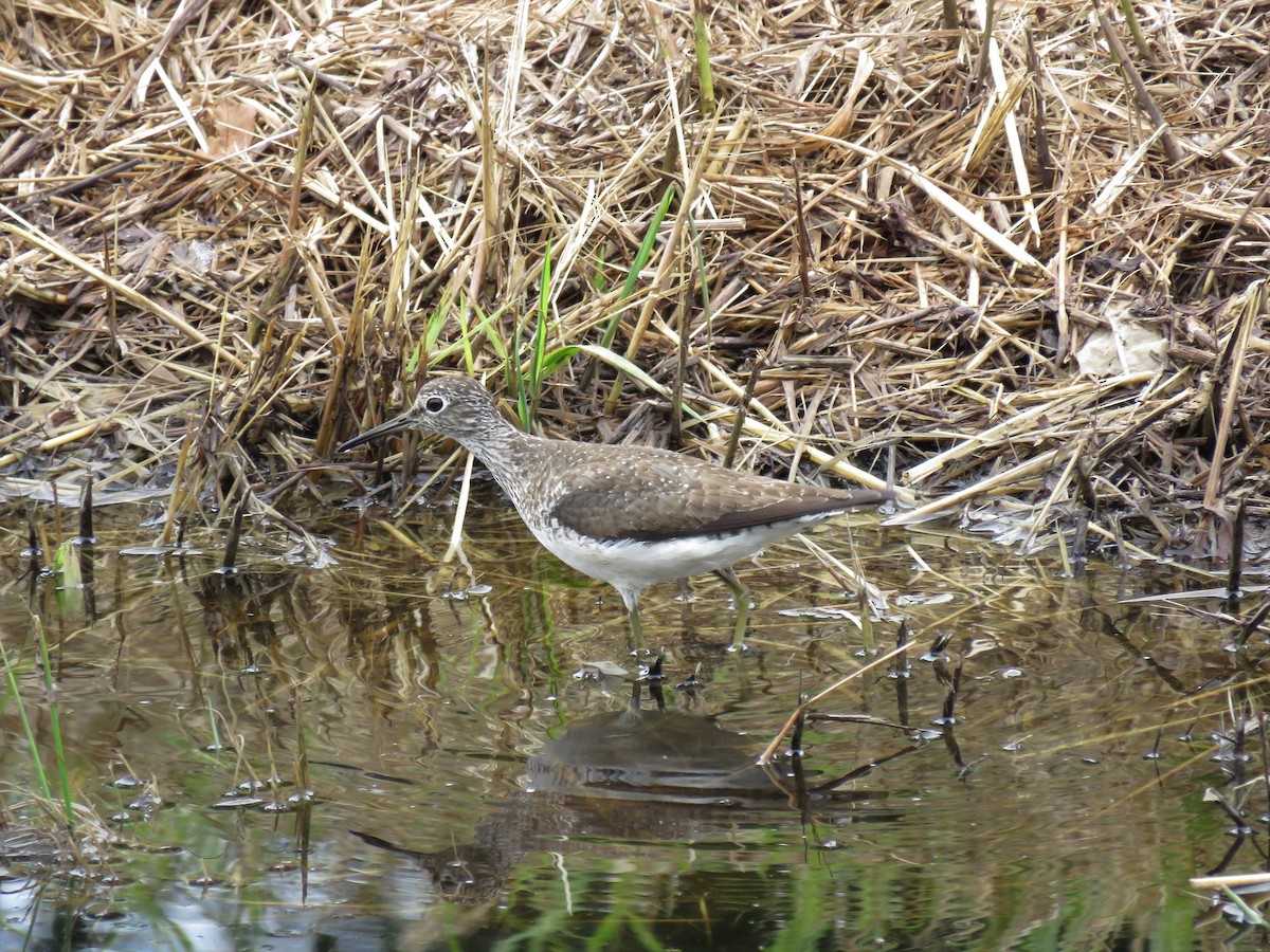 Solitary Sandpiper - ML65349681