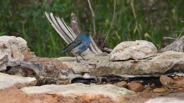 Indigo Bunting - ML653498665