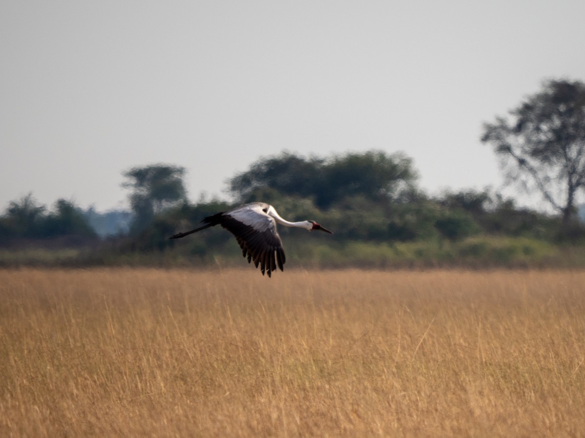 Grulla Carunculada - ML653499562