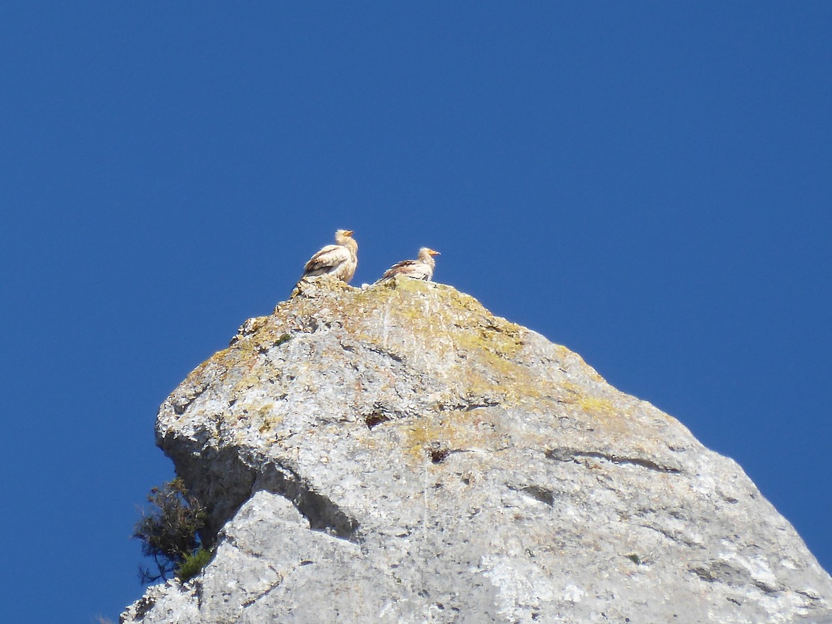 Egyptian Vulture - ML653500946