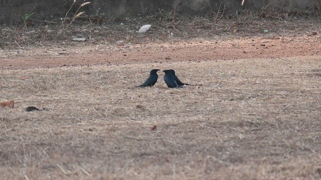 דרונגו שחור - ML653501075