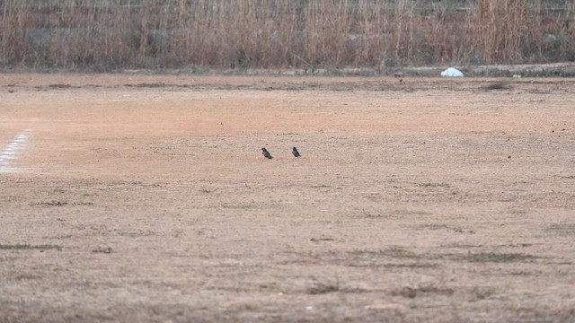 Ashy Woodswallow - ML653501184