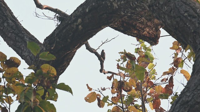 Fulvous-breasted Woodpecker - ML653501699