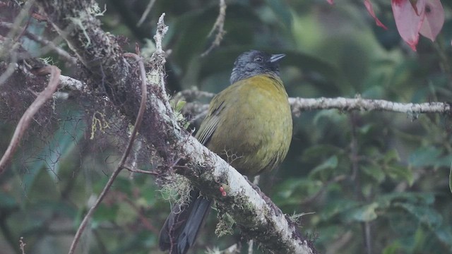 Large-footed Finch - ML653502178