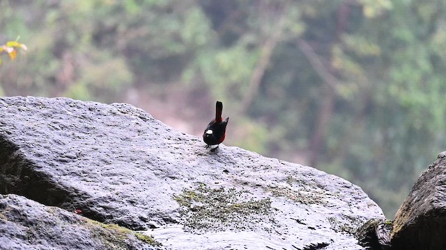 White-capped Redstart - ML653502841