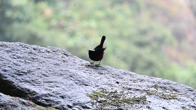 White-capped Redstart - ML653502849