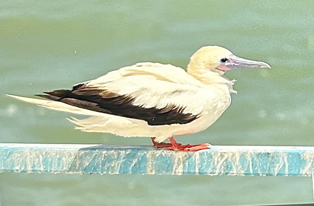 Red-footed Booby - ML653504052