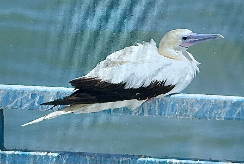 Red-footed Booby - ML653504053