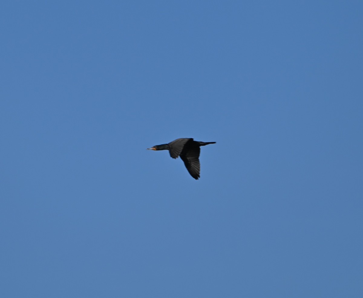 Double-crested Cormorant - ML653504357
