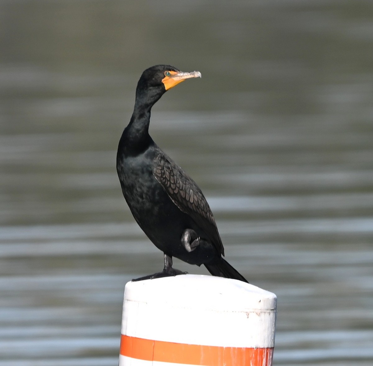 Double-crested Cormorant - ML653504379