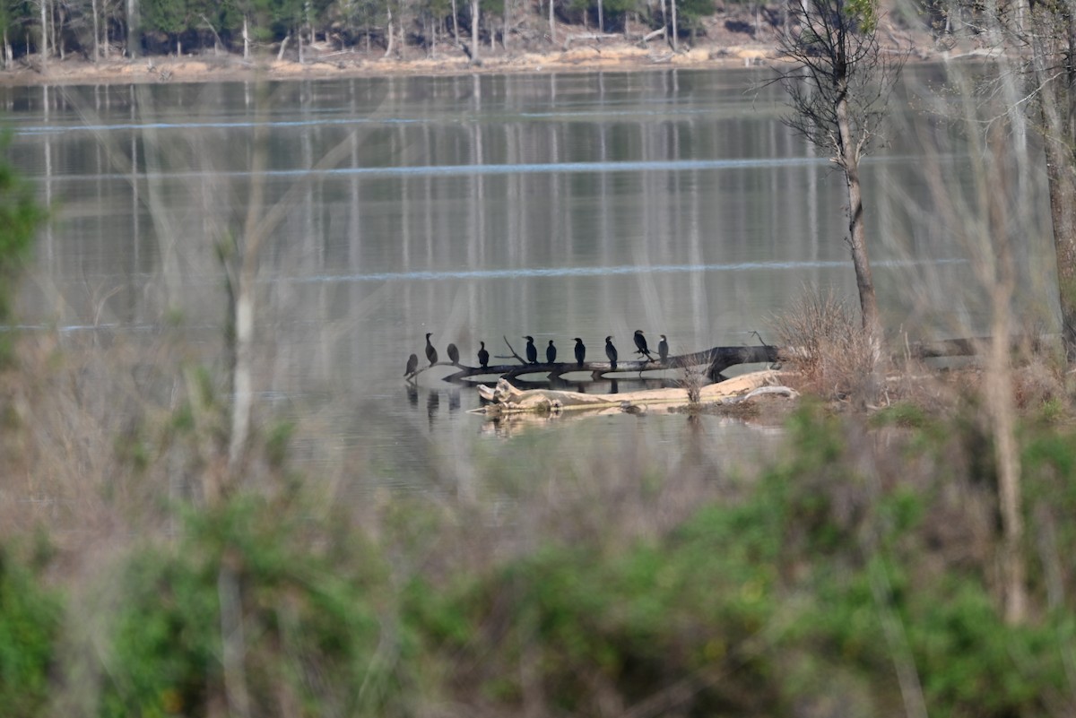 Double-crested Cormorant - ML653504403