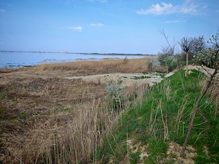 Ribnjak Ečka--Belo jezero i mladičnjaci, Vojvodina, Serbia - eBird Hotspot