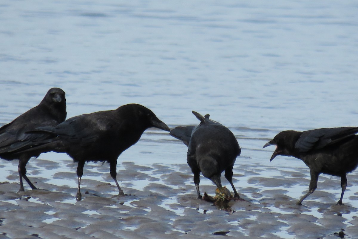 American Crow - ML65350841